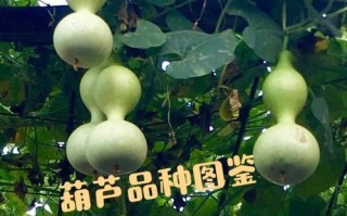 水葫芦，一种水生植物（特点、生长环境、药用价值等）