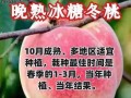 黄桃树的结果年限（了解黄桃树结果的时间和因素）