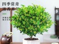 打造美丽花园的秘诀——米兰花卉的养护技巧（掌握关键步骤，让米兰花卉盛开绽放）