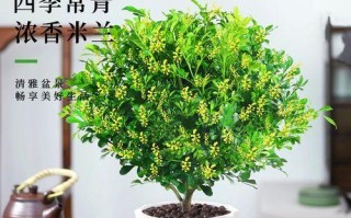 打造美丽花园的秘诀——米兰花卉的养护技巧（掌握关键步骤，让米兰花卉盛开绽放）