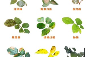月季烂根的危害与防治措施（揭秘月季烂根的成因及救治良策）