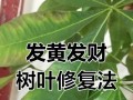 十月份发财树叶子发黄的原因及应对方法（保持发财树的健康）
