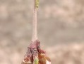 探秘桃树开花结果时间（几月开花？什么时候结果？）