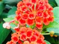 黄百合花香味有毒吗？（探究黄百合花的毒性成分及其影响）