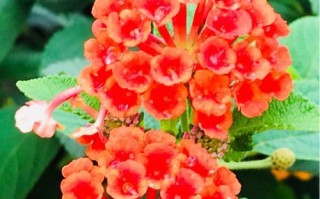 黄百合花香味有毒吗？（探究黄百合花的毒性成分及其影响）
