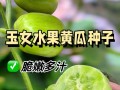如何挑选最好吃的黄瓜（教你如何从外表、口感和质量三方面挑选黄瓜）
