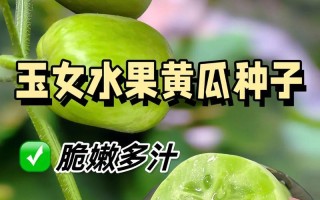 如何挑选最好吃的黄瓜（教你如何从外表、口感和质量三方面挑选黄瓜）