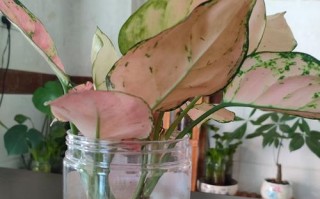 如意皇后花的养殖技巧（打造美丽花园的秘密武器）