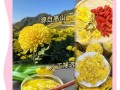 金丝皇菊的开花时间及花期（了解这种美丽花卉的生长习性和最佳观赏时间）