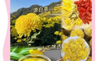 金丝皇菊的开花时间及花期（了解这种美丽花卉的生长习性和最佳观赏时间）