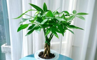 水培发财树根须消失？解决办法一网打尽！（教你如何拯救水培发财树的生命，让财运源源不断！）