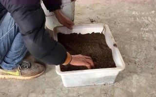 种花椒籽有哪些注意事项？（花椒籽种植技巧和注意事项）