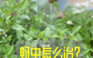 土办法祛除花上的蚜虫（家庭绿植保护的一些经验和技巧）