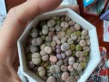 以多肉生石花化水的方法及注意事项（培养生石花，一起开启多肉世界的奇幻之旅！）