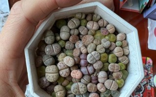 以多肉生石花化水的方法及注意事项（培养生石花，一起开启多肉世界的奇幻之旅！）
