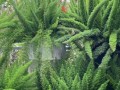 四季长青天门冬武竹的养殖技巧与注意事项（了解如何正确养护四季长青天门冬武竹，让其四季常青）