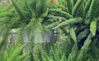 四季长青天门冬武竹的养殖技巧与注意事项（了解如何正确养护四季长青天门冬武竹，让其四季常青）