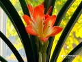 君子兰开花时间及开放特点（探寻君子兰开花之谜，揭秘君子兰开花的奥秘）