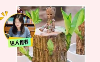 巴西美人的养殖方法及注意事项（学习巴西美人饲养技巧，助你成为高手）