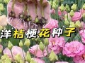 以洋桔梗花怎么收种（了解洋桔梗花的生长特点及收种方法）