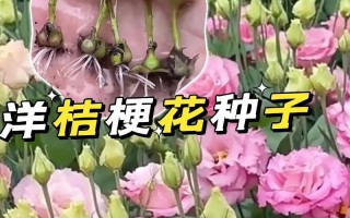 以洋桔梗花怎么收种（了解洋桔梗花的生长特点及收种方法）
