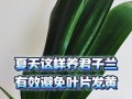 夏天君子兰叶子软了怎么办？（怎样处理夏天君子兰叶子软的问题，让它重新焕发生机）
