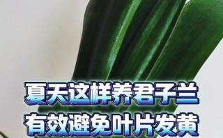 夏天君子兰叶子软了怎么办？（怎样处理夏天君子兰叶子软的问题，让它重新焕发生机）