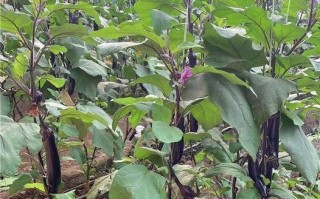 茄子苗种植时间详解（从选地、育苗到移栽，让你掌握茄子苗种植要点）