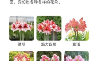 朱顶红红叶尖之神秘现象（探索朱顶红叶尖为何呈现红色的奥秘）