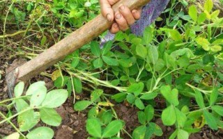 花生成熟期的掌握（什么时候是花生最佳采摘时期？）