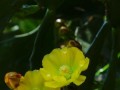 仙人掌花的美丽与神秘（探索仙人掌花的形态、色彩与繁殖方式）