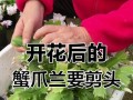 冬天蟹爪兰剪枝技巧（掌握正确的剪枝方式，让冬天蟹爪兰焕发新生机）