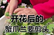 冬天蟹爪兰剪枝技巧（掌握正确的剪枝方式，让冬天蟹爪兰焕发新生机）