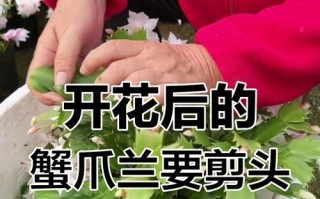 冬天蟹爪兰剪枝技巧（掌握正确的剪枝方式，让冬天蟹爪兰焕发新生机）