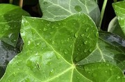 常春藤的浇水方法（怎样浇水才能让常春藤叶子绿绿？）