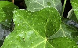 常春藤的浇水方法（怎样浇水才能让常春藤叶子绿绿？）