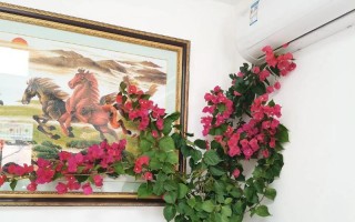 屋里花卉的冬季护理秘籍（如何让室内花卉健康度过寒冬）