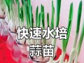 水培蒜苗黄了怎么办？（解决水培蒜苗黄化问题的实用方法）