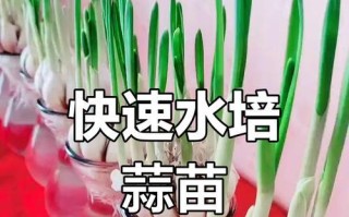 水培蒜苗黄了怎么办？（解决水培蒜苗黄化问题的实用方法）