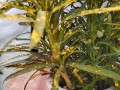 变叶木叶子垂下来了，如何拯救？（保护植物健康，拯救垂叶木的秘诀）