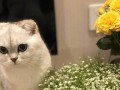 满天星花苞为何会消失？（探寻满天星花苞消失的原因与解决方法）