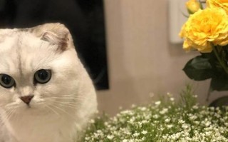 满天星花苞为何会消失？（探寻满天星花苞消失的原因与解决方法）