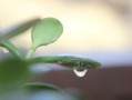 露水对植物的益处（解析露水的成分及作用机理）