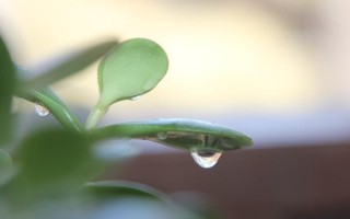 露水对植物的益处（解析露水的成分及作用机理）