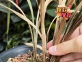 兰花叶子病的治疗与预防（有效治疗方法和关键措施，提高兰花叶子健康度）