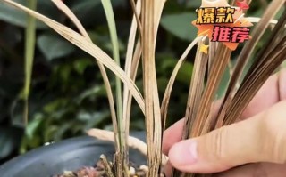 兰花叶子病的治疗与预防（有效治疗方法和关键措施，提高兰花叶子健康度）