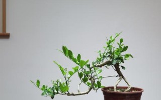 如何正确养护虎皮榕（虎皮榕养护要点及技巧）