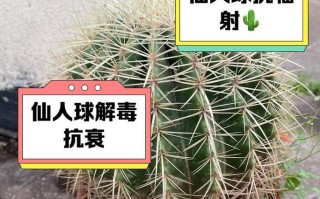 如何正确消毒仙人球？（有效保护仙人球健康的消毒方法）