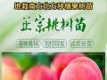 如何选择最佳移栽时机？（移栽桃树的正确方法和注意事项）