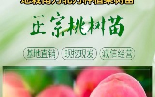 如何选择最佳移栽时机？（移栽桃树的正确方法和注意事项）